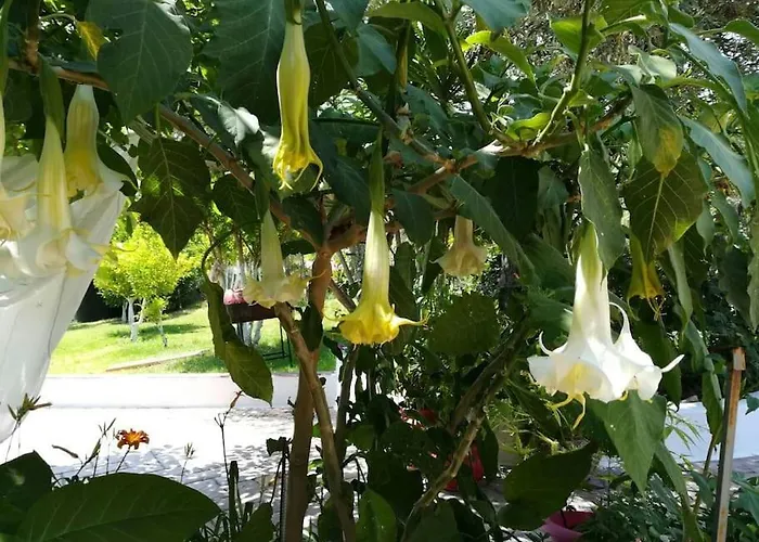 Tatil Evi Zina's House *