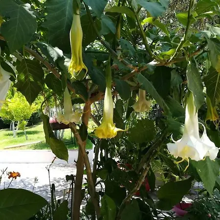 Casa de Férias Zina's House *