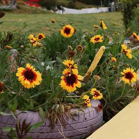 Zina's House 別荘 *